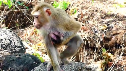 Abandoned Mother Sarika Starts To Wean Tiny Baby Saro