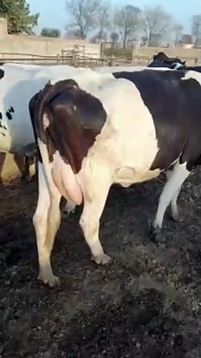 VID-20230306-WA0046