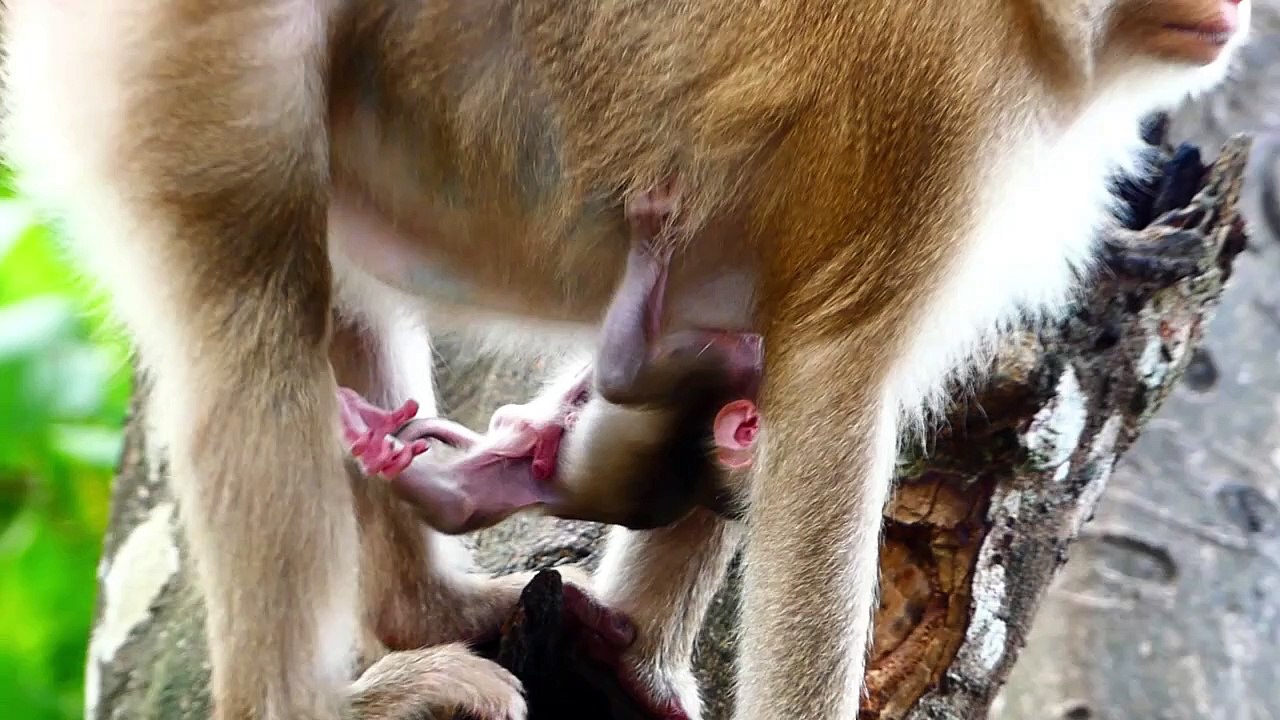 Adorable Baby Monaco Drops His Legs Down Almost Falling From Mother's Chest