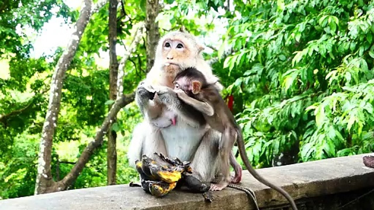 Adorable Baby Is Brought Rapidly Toward The High Tree By Old Mother