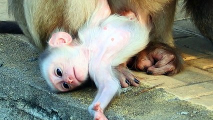 Adorable Baby Look Very Interested Clever Like A Human