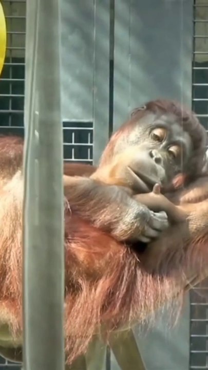 Funny chimpanji