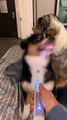 Un berger australien sourit à une brosse à dents électrique