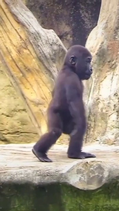 Video of chimpanji.