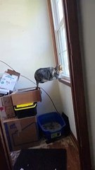 Planches de chat pour vue sur la fenêtre