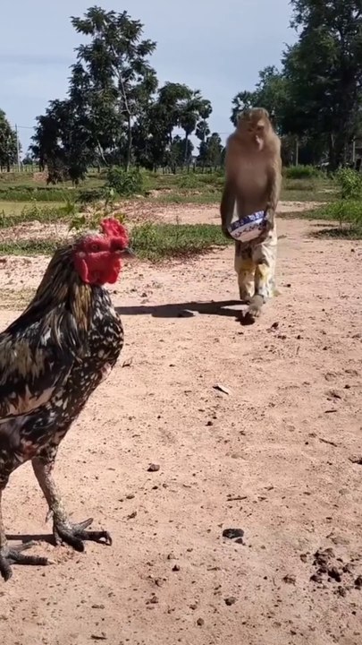 Monkey and chicken