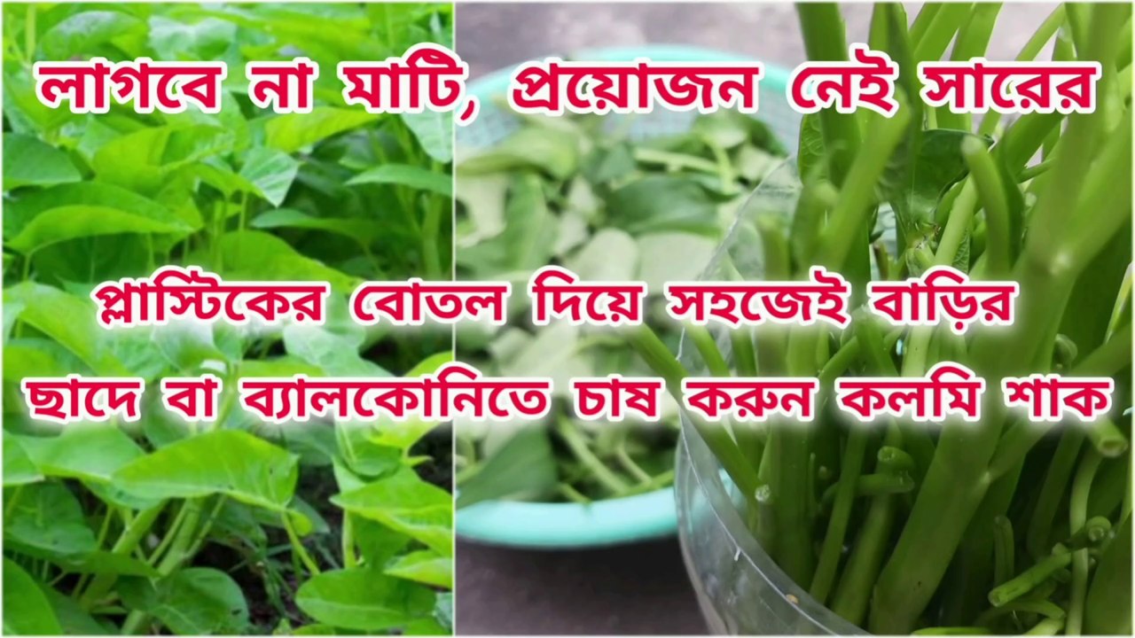 ফেলে দেওয়া প্লাস্টিক বোতলে কলমি শাক চাষ ।।  Cultivation method of water spinach without soil