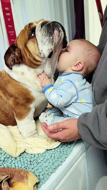 Un amoureux des petits chiens dit au revoir au bouledogue