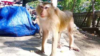 Adorable baby Monaco jump rapidly, and fall on the ground, Monaco increase speed