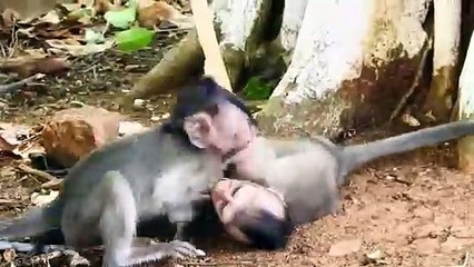 Adorable Baby Monkeys Play Rolling on ground  Make Friendly