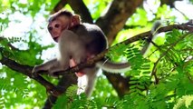 Adorable Baby Monkey Play Lonely On Hight Tree Seem Lose Mommy