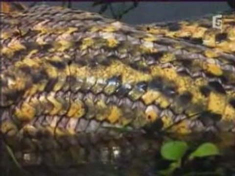 Les Predateurs - Redoutables Mâchoires Parti 3