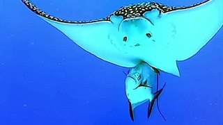 Underwater Beauty of nature | Coral reef | Aquarium Beauty | Sea animals