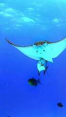 Underwater Beauty of nature | Coral reef | Aquarium Beauty | Sea animals