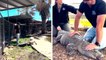 Video: Nainen kasvatti alligaattoria lemmikkinä kotinsa takapihalla yli 20 vuoden ajan