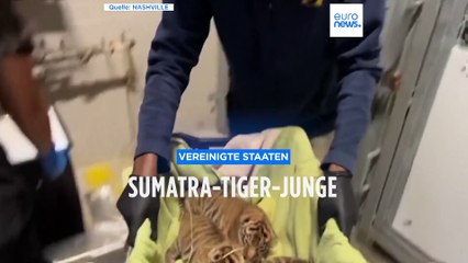 Nashville: Drei Sumatra-Tiger geboren