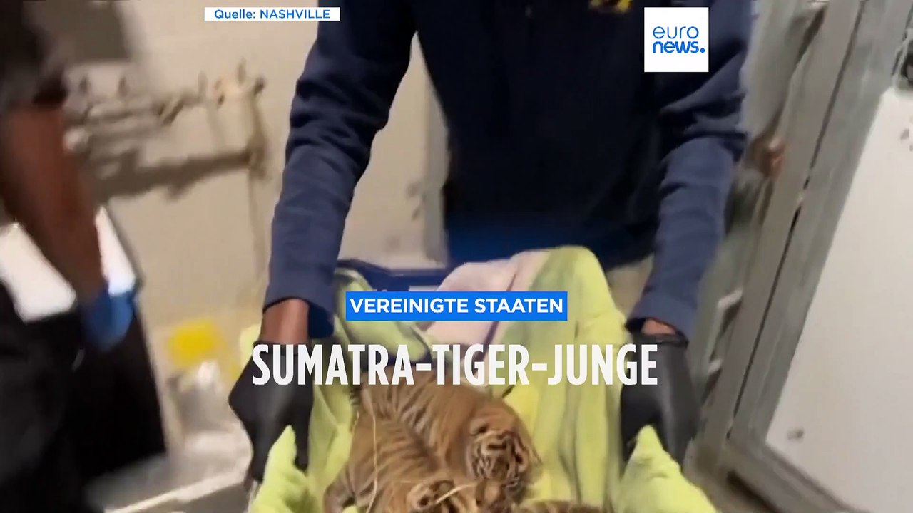 Nashville: Drei Sumatra-Tiger geboren