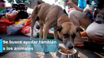 Edomex recibirá donativos para mascotas de damnificados en Acapulco