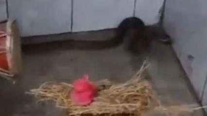 పశ్చిమ గోదావరి: ఇటు చంద్రగ్రహణం... అక్కడ శివాలయంలో నాగు పాము ప్రత్యక్ష్యం