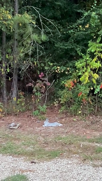 Rabbit Knows Right Where the Electric Fence Ends