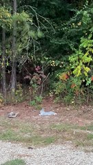 Rabbit Knows Right Where the Electric Fence Ends