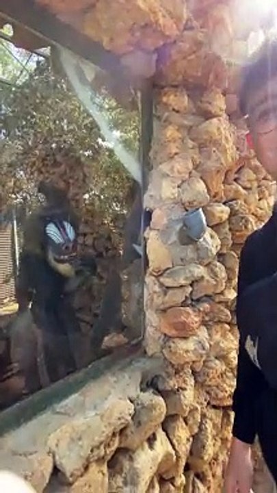 Smart Baboon Knows How To Instruct The Guests