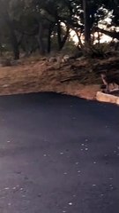 Dinnertime For a Wild Fox