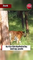 पेंच में इन दिनों सैलानियों के लिए सबसे बड़ा आकर्षण