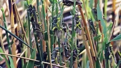 4  الفولغا ج2