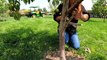 Working on the Fruit Trees in Preparation for a Storm + Planting a Dwarf Birch Tree! ✂️