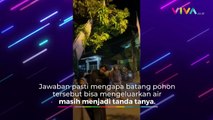 Misteri Pohon Menangis Terekam Kamera di Kepanjen Malang