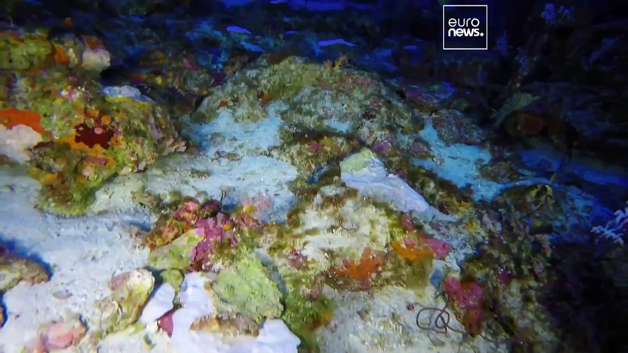 Warmer oceans have bleached corals at depths previously thought impossible