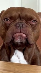 Intensely Judgemental French Bulldog