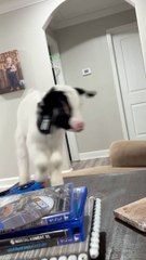 Nightly Fun With the Baby Goats