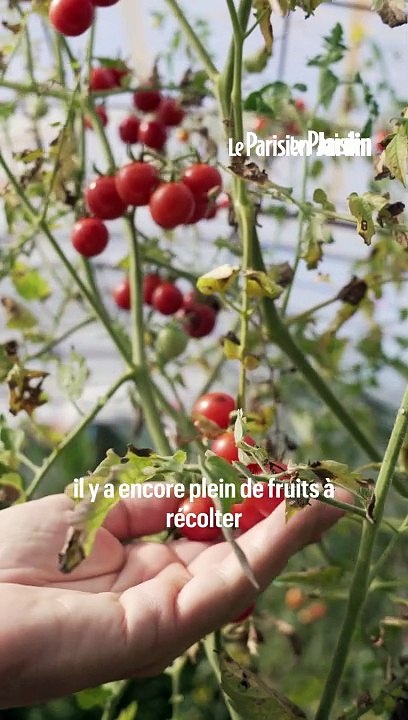Comment tailler les tomates pour récolter plus ?