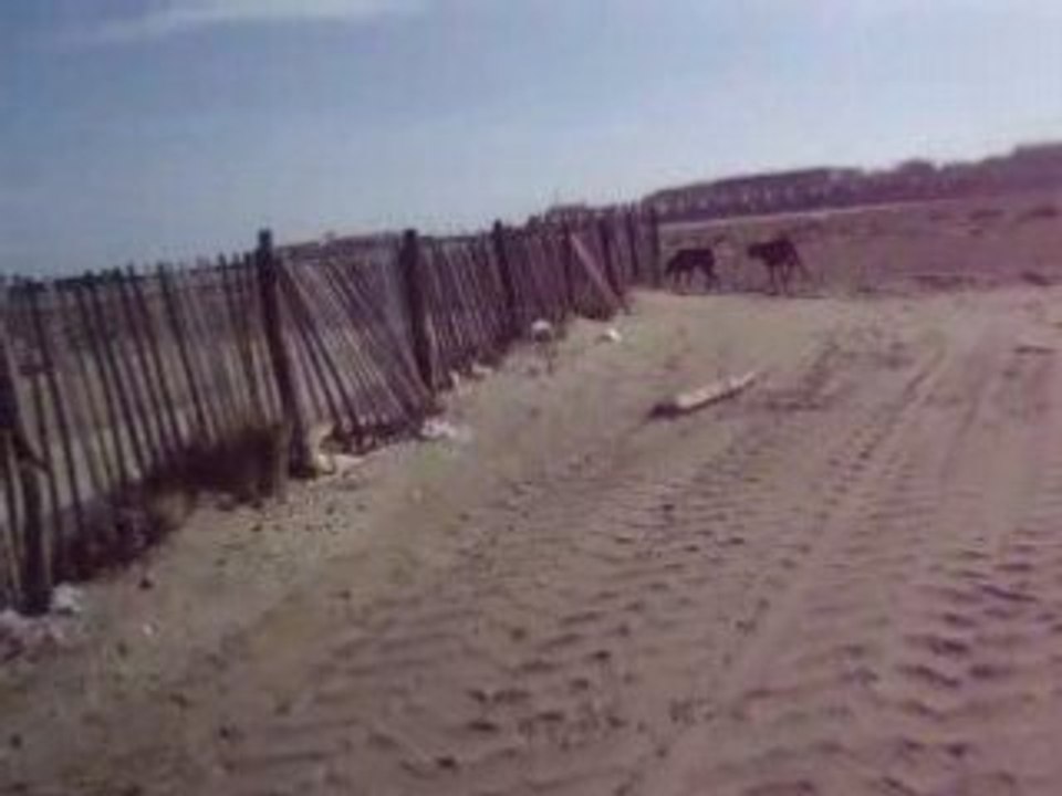 titi sam alter a la mer