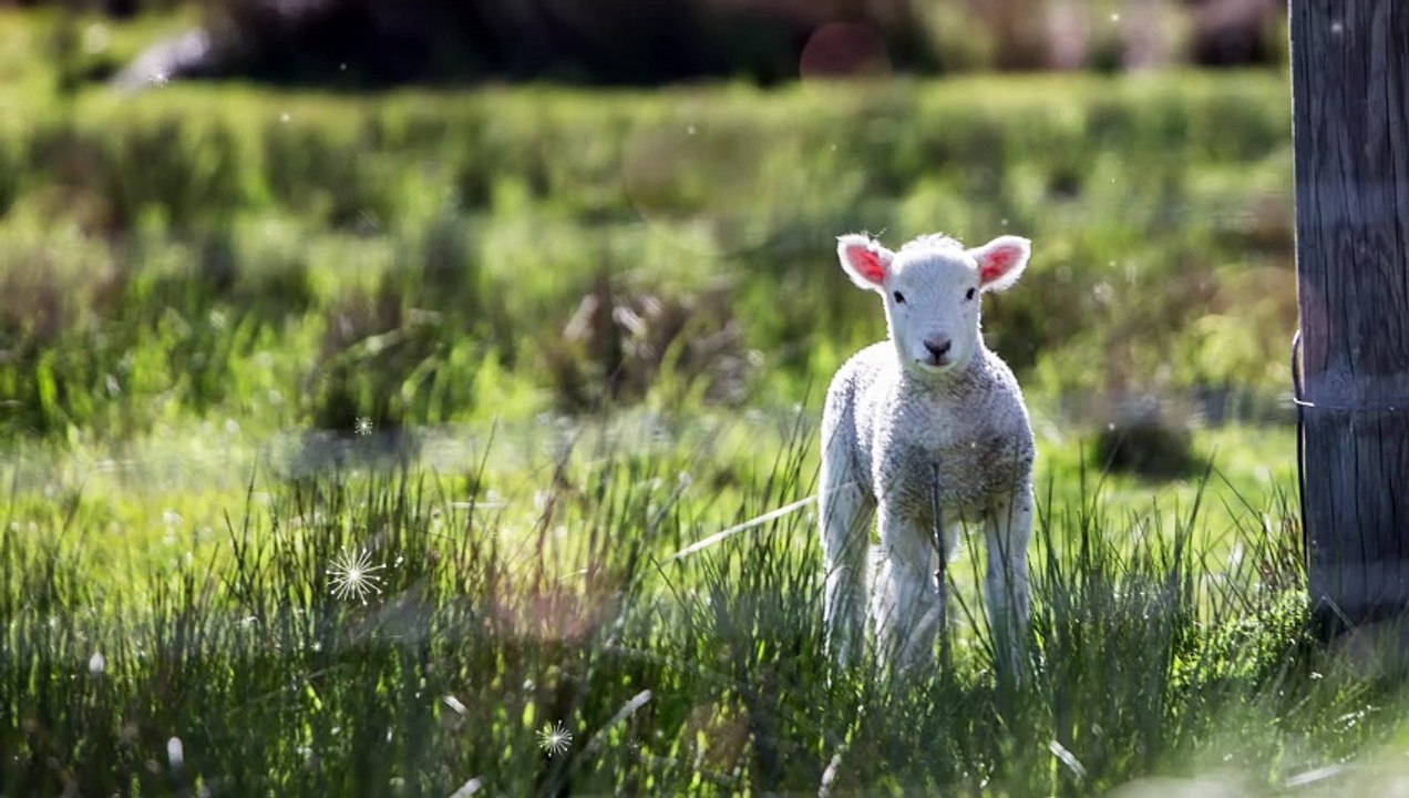 यहोवा सारी विपत्ति से तेरी रक्षा करेगा