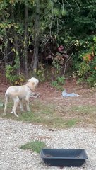 Rabbit Knows Right Where the Electric Fence Ends