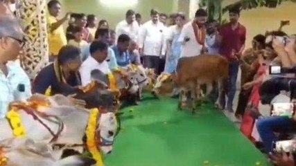 కాకినాడ జిల్లా: ఆవు దూడలకు అంగరంగ వైభవంగా వివాహం...!