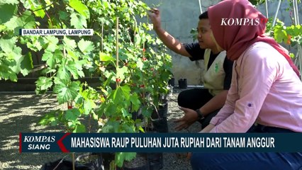 Kisah Daffa, Mahasiswa di Lampung yang Raup Puluhan Juta Rupiah dari Tanam Anggur!