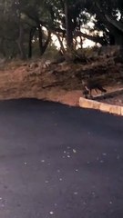 Dinnertime For a Wild Fox