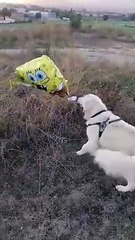 Cartoon Character Balloon Bamboozles Golden Retriever