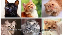 CAT BREEDS THAT LOVE YOU