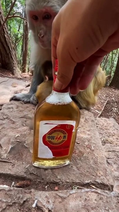 #monkey #wine #comedy #funny