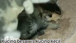 Kucing besar vs kucing kecil