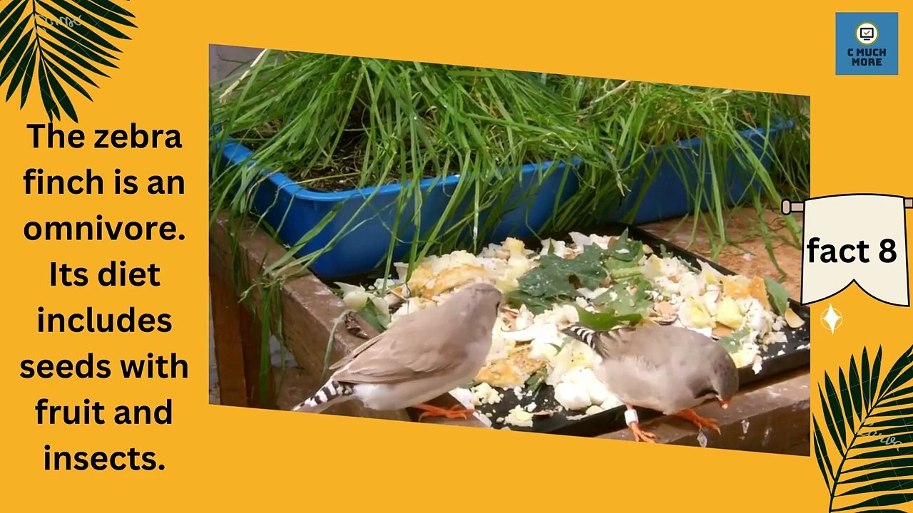 The Surprising Truth About Zebra Fincheszebra finch,zebra finches,how to breed zebra finches,breeding zebra finches,zebra finch care,zebra finch food,zebra finch chicks,how to take care of zebra finches,zebra finch as a pet,zebra finch gender,zebra finch