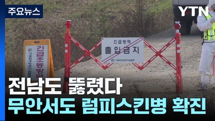 전남도 뚫렸다...무안서도 럼피스킨병 확진 / YTN