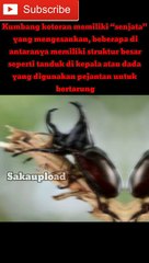 Hewan ini sangat suka menggelindingkan kotoran!