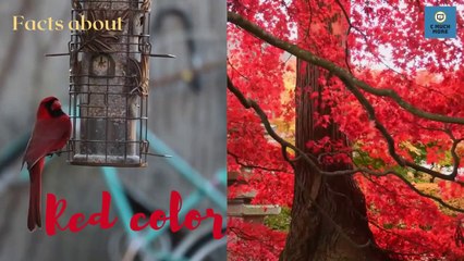 Why do people wear red_facts about red color#viralvideos #red#videos@FtdFacts