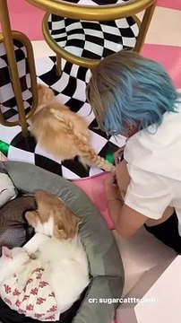 Pets funny: Hairdressers